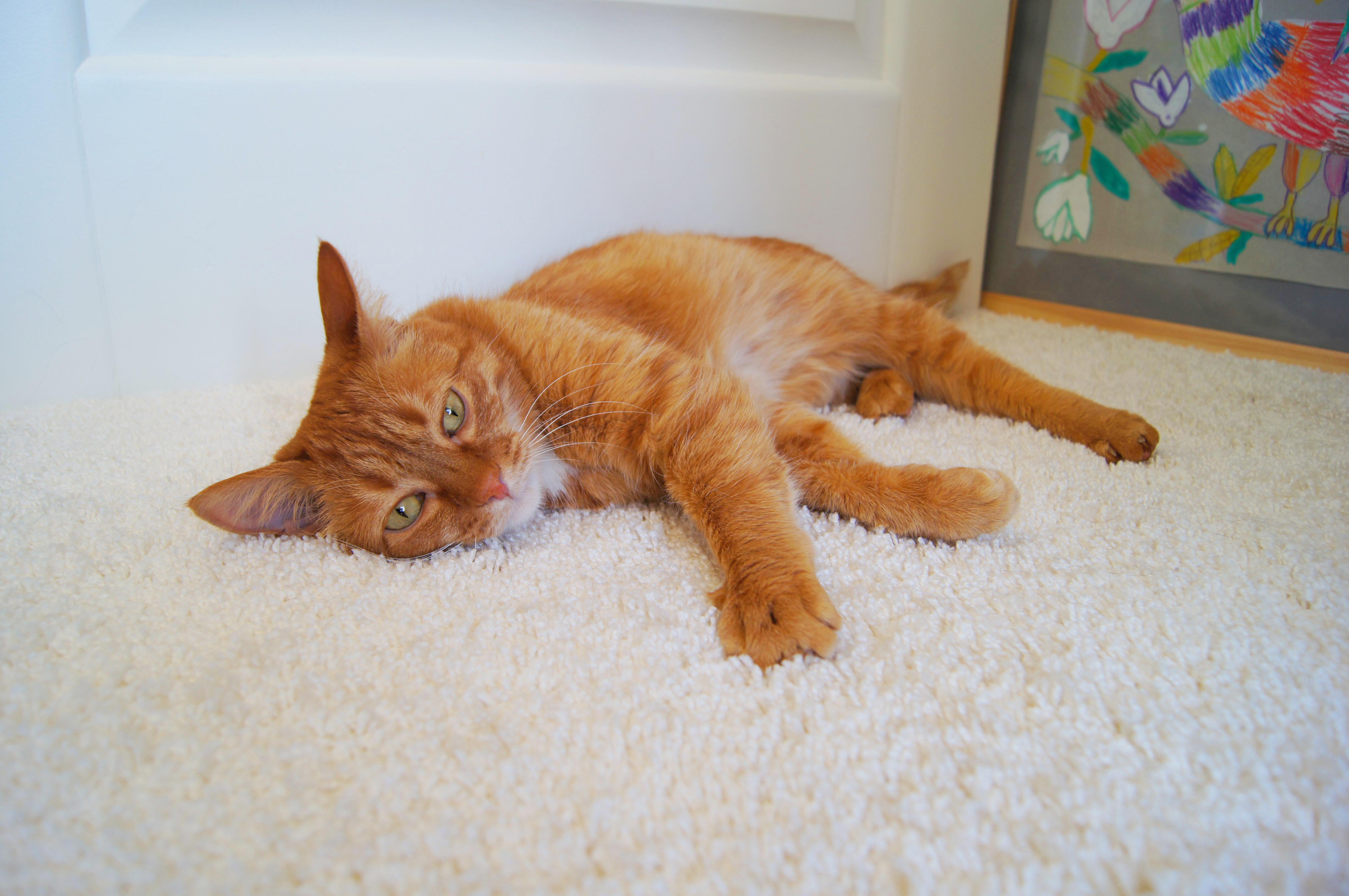 Ковролин "Зартекс" Amarena 140 бежевый (4м) — купить в Тамбове